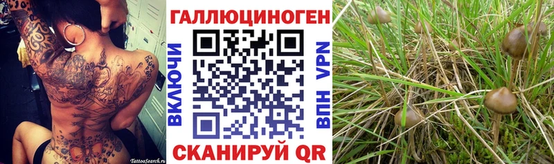 где можно купить наркотик  Калининград  Псилоцибиновые грибы Magic Shrooms 